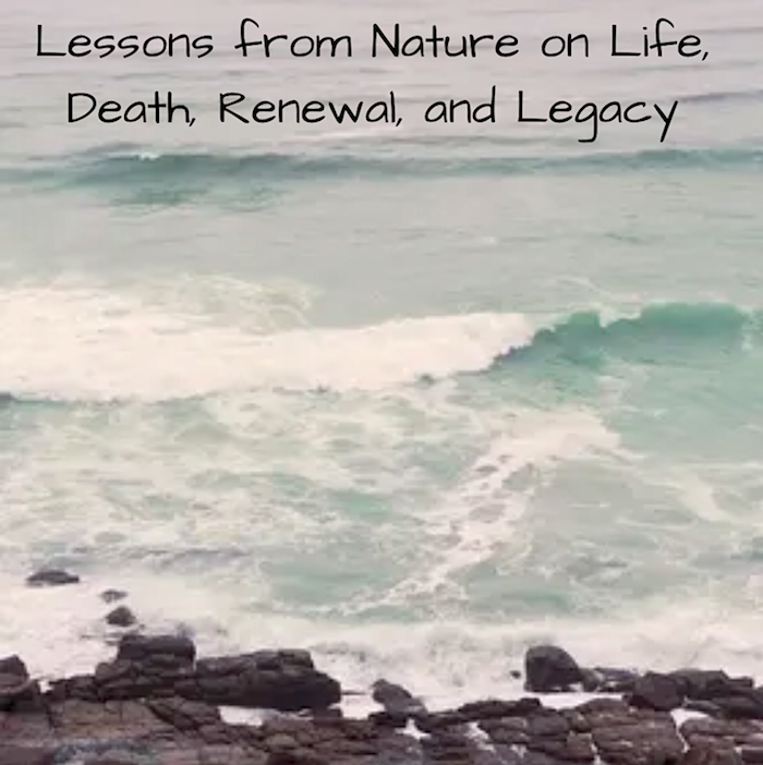 Lessons from Nature on Life, Death, Renewal, and Legacy. A rocky Maine shore line with rolling ocean waves.